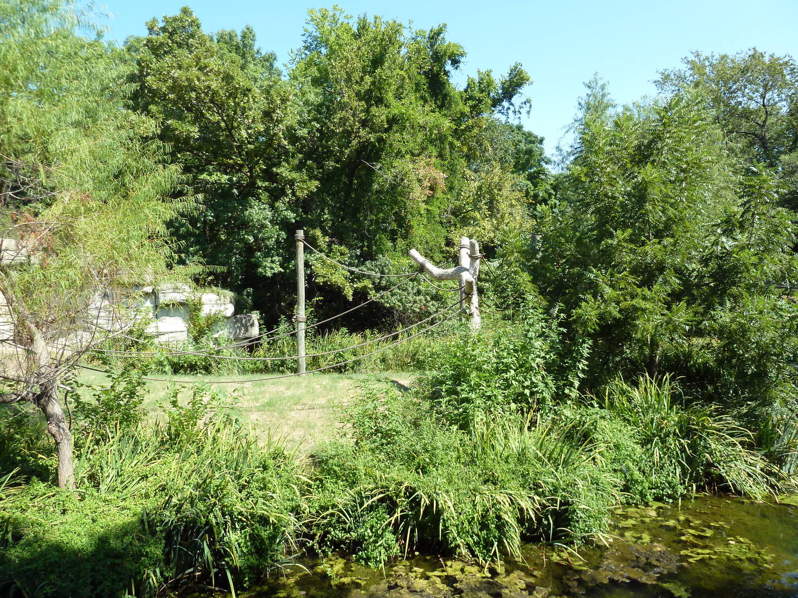 White-Handed Gibbon Exhibit