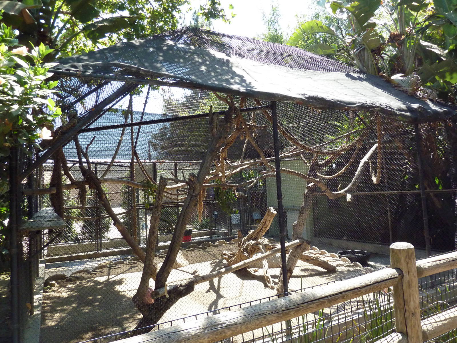 White-Handed Gibbon Exhibit