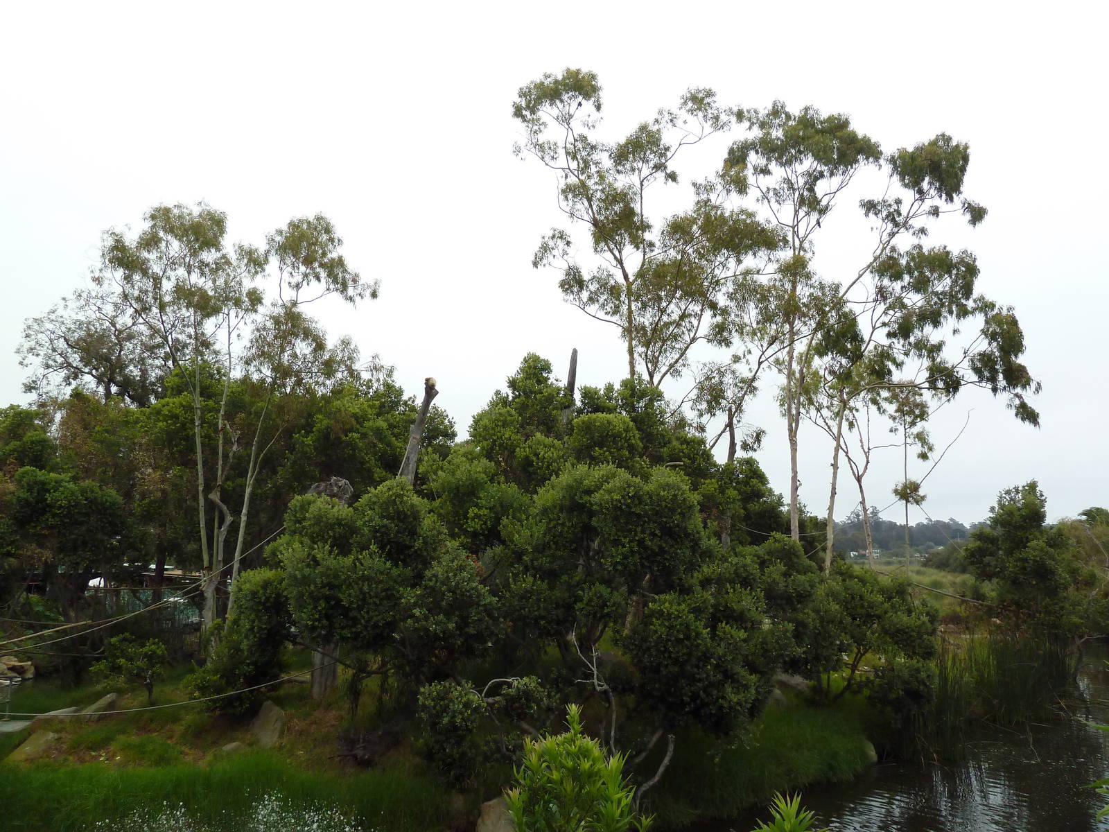 White-Handed Gibbon Exhibit