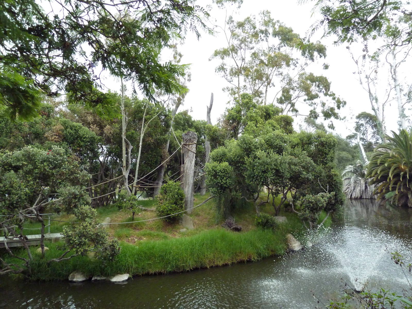 White-Handed Gibbon Exhibit