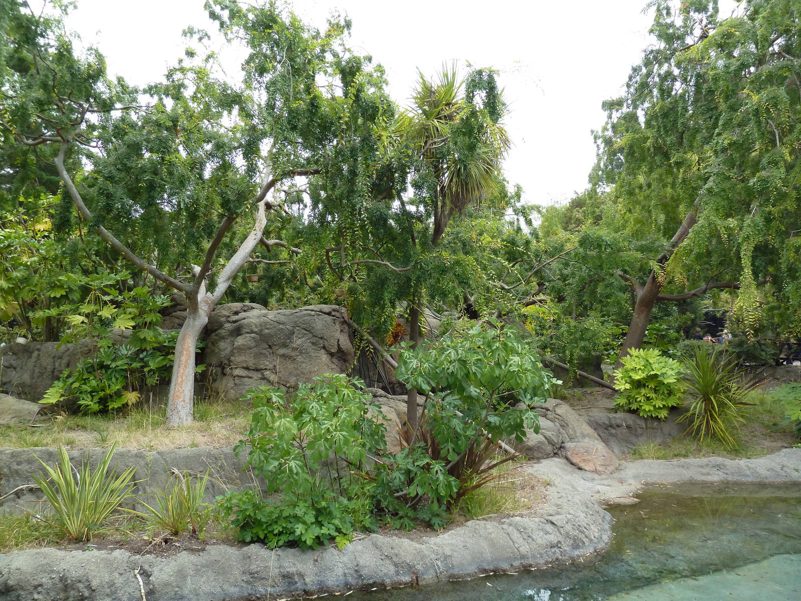 White-Handed Gibbon Exhibit