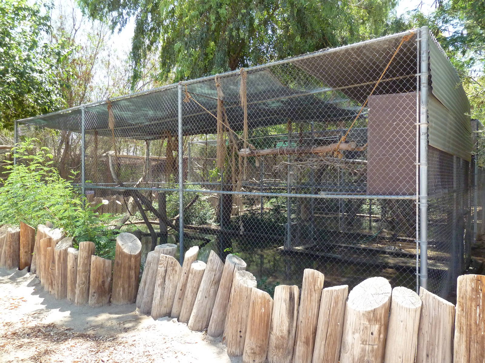 White-Handed Gibbon Exhibit