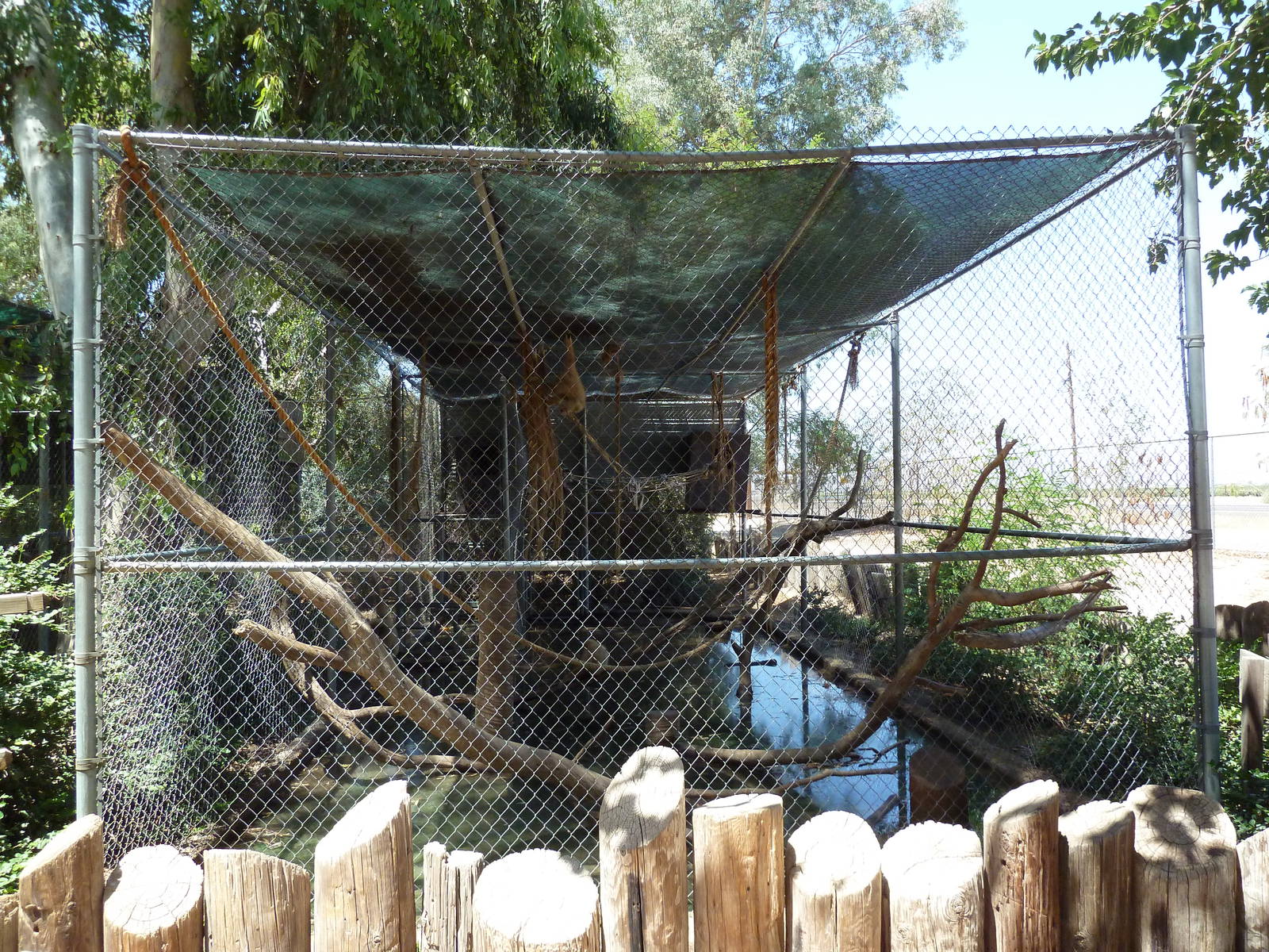 White-Handed Gibbon Exhibit