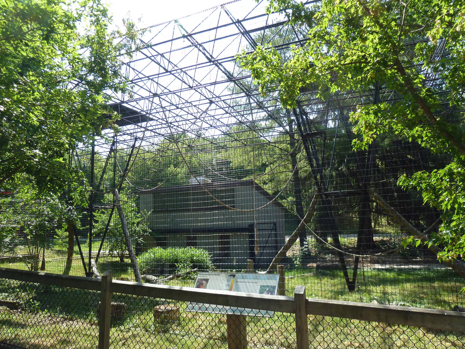 White-Handed Gibbon Exhibit