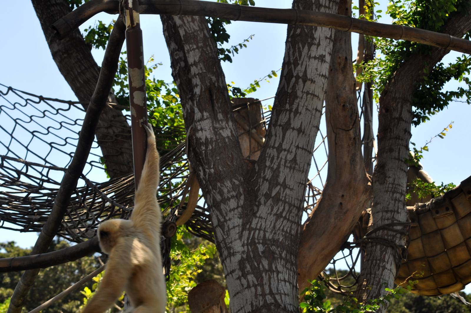White-handed Gibbon Exhibit