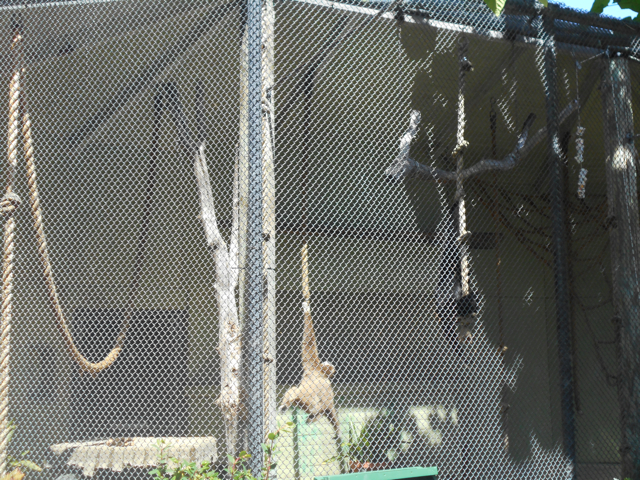 White-handed gibbon exhibit