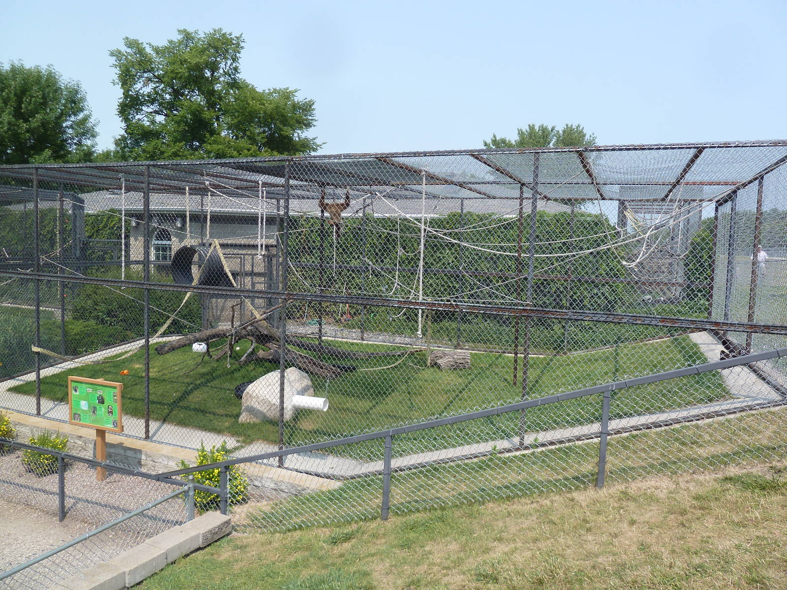 White-Handed Gibbon Exhibit