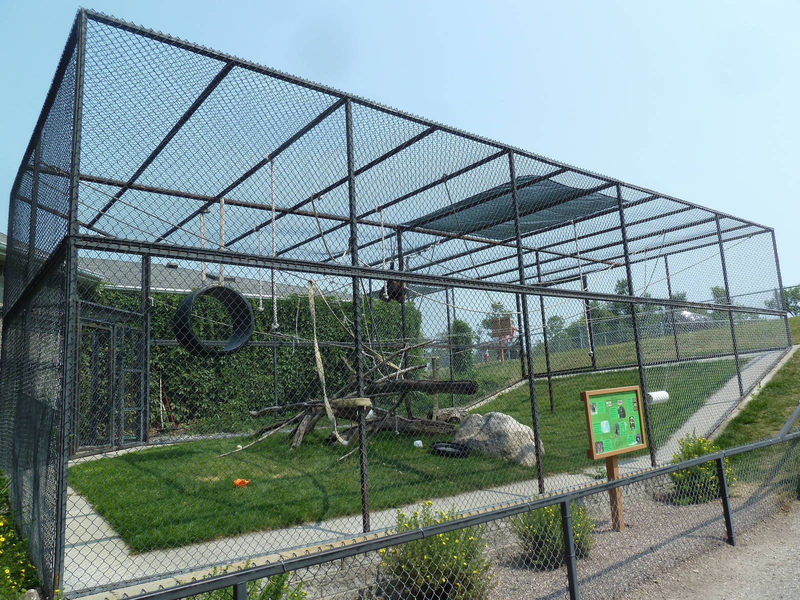 White-Handed Gibbon Exhibit