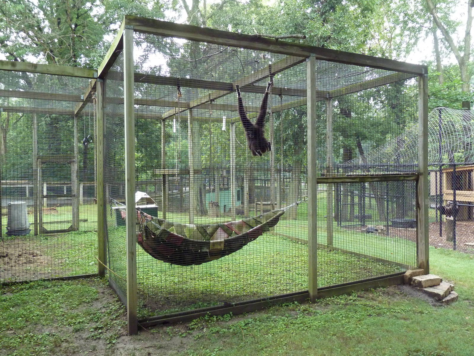 White-Handed Gibbon Exhibit