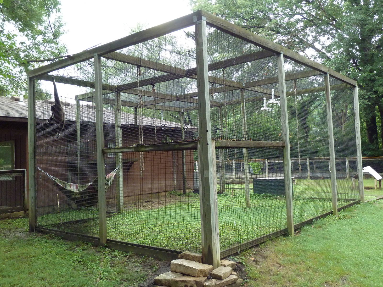 White-Handed Gibbon Exhibit