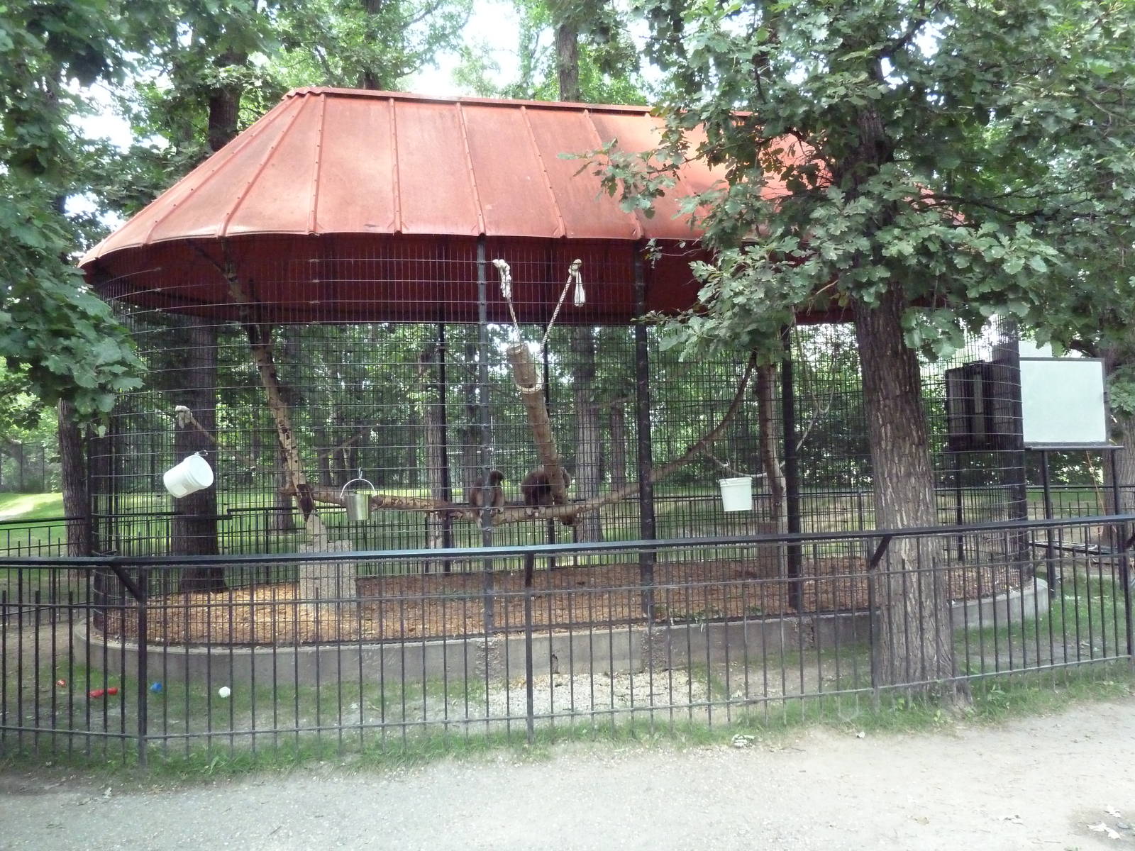 White-Handed Gibbon Exhibit