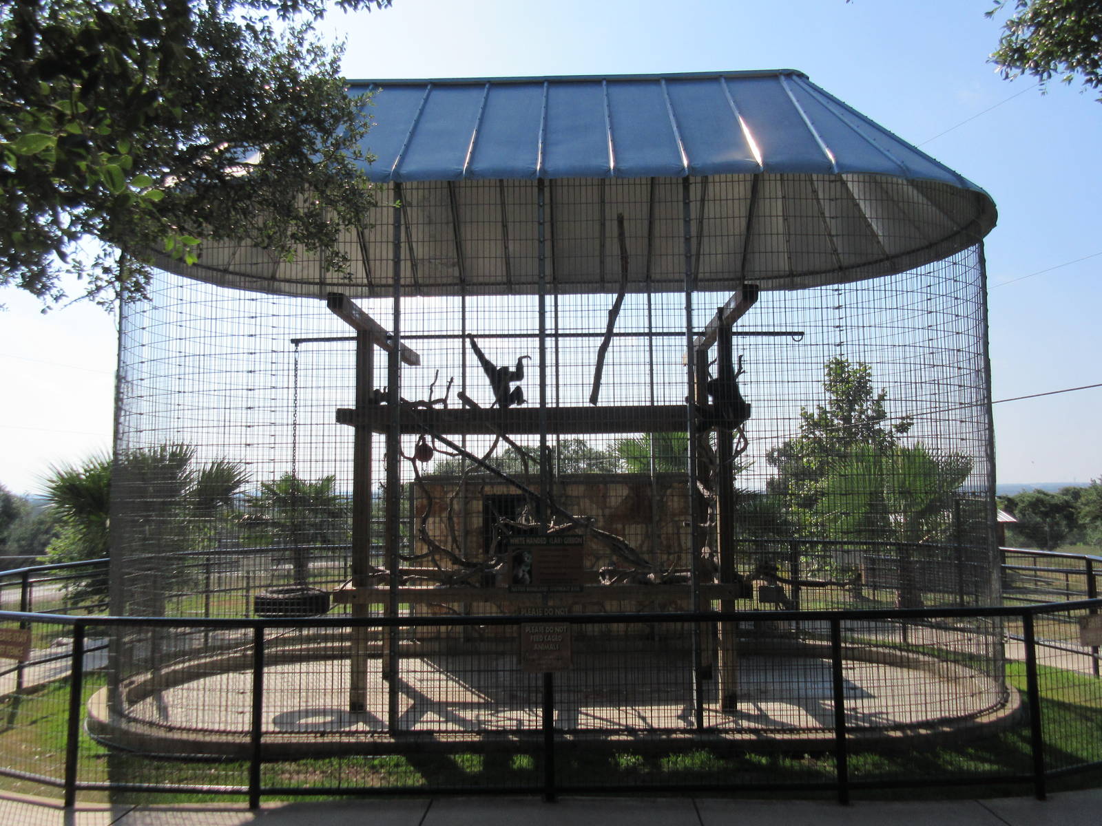 White-Handed Gibbon Exhibit