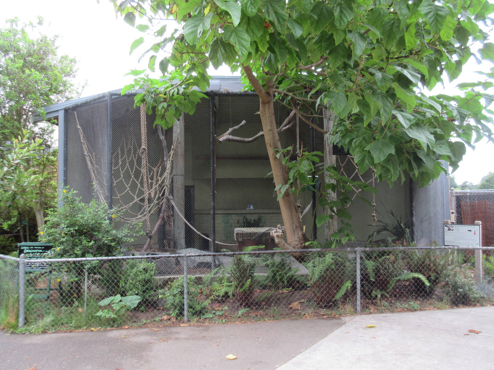 White-Handed Gibbon Exhibit