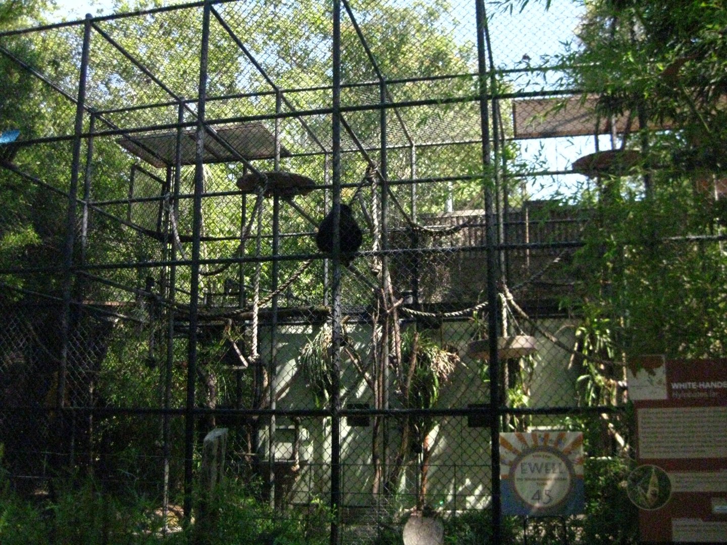White Handed Gibbon Exhibit