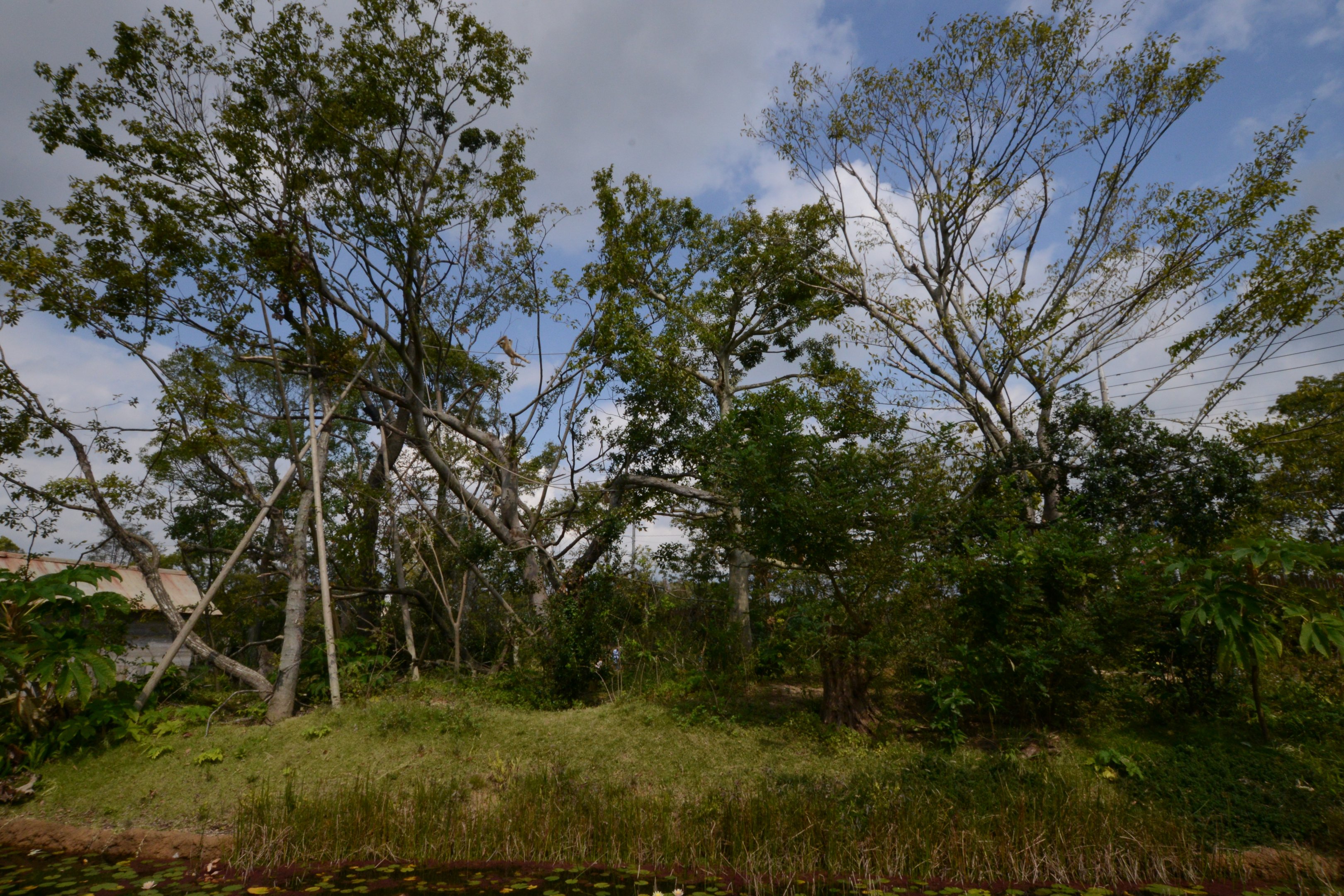 White-handed gibbon exhibit
