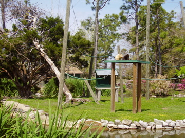White Handed Gibbon exhibit