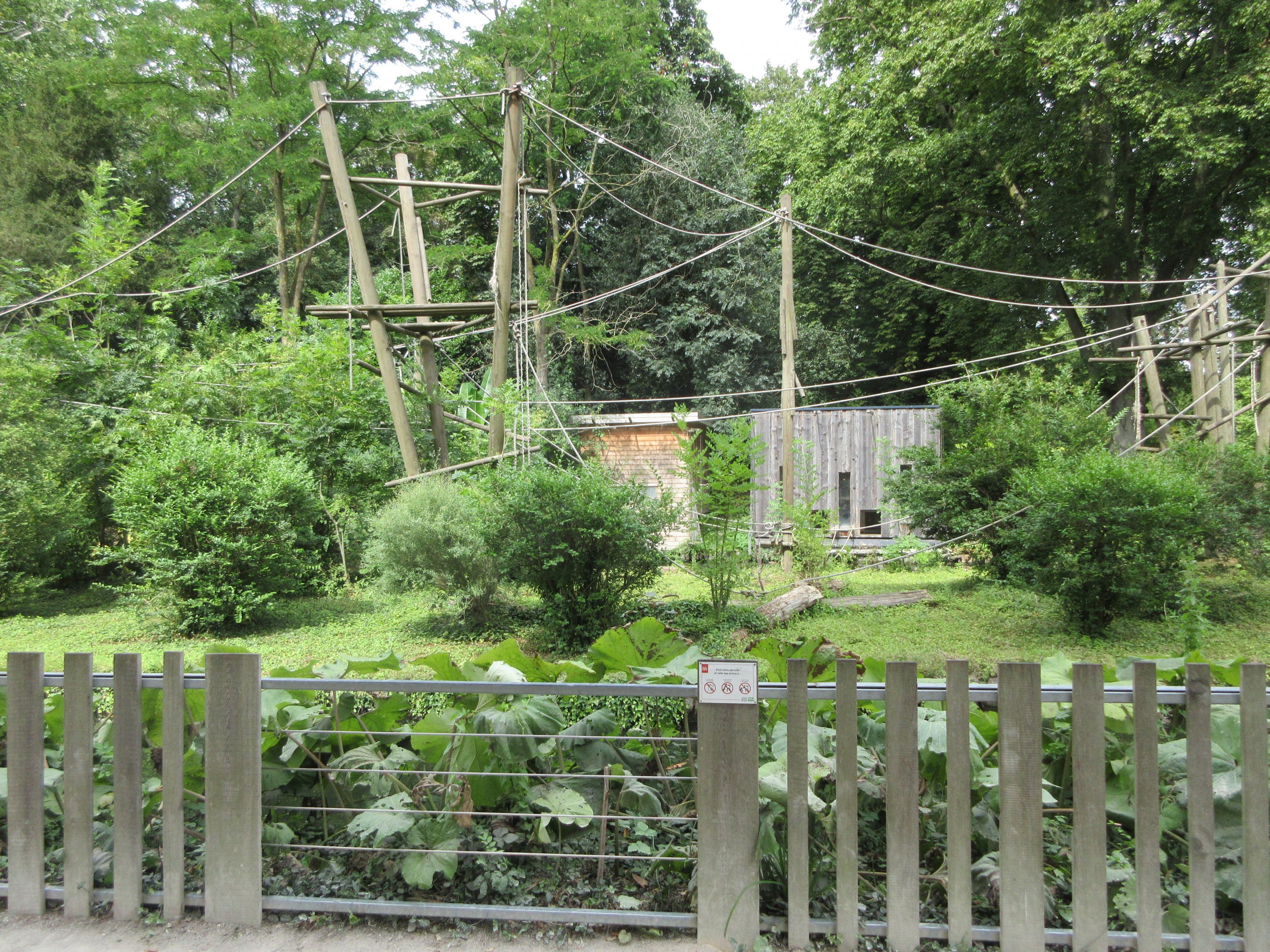 White-handed Gibbon Exhibit