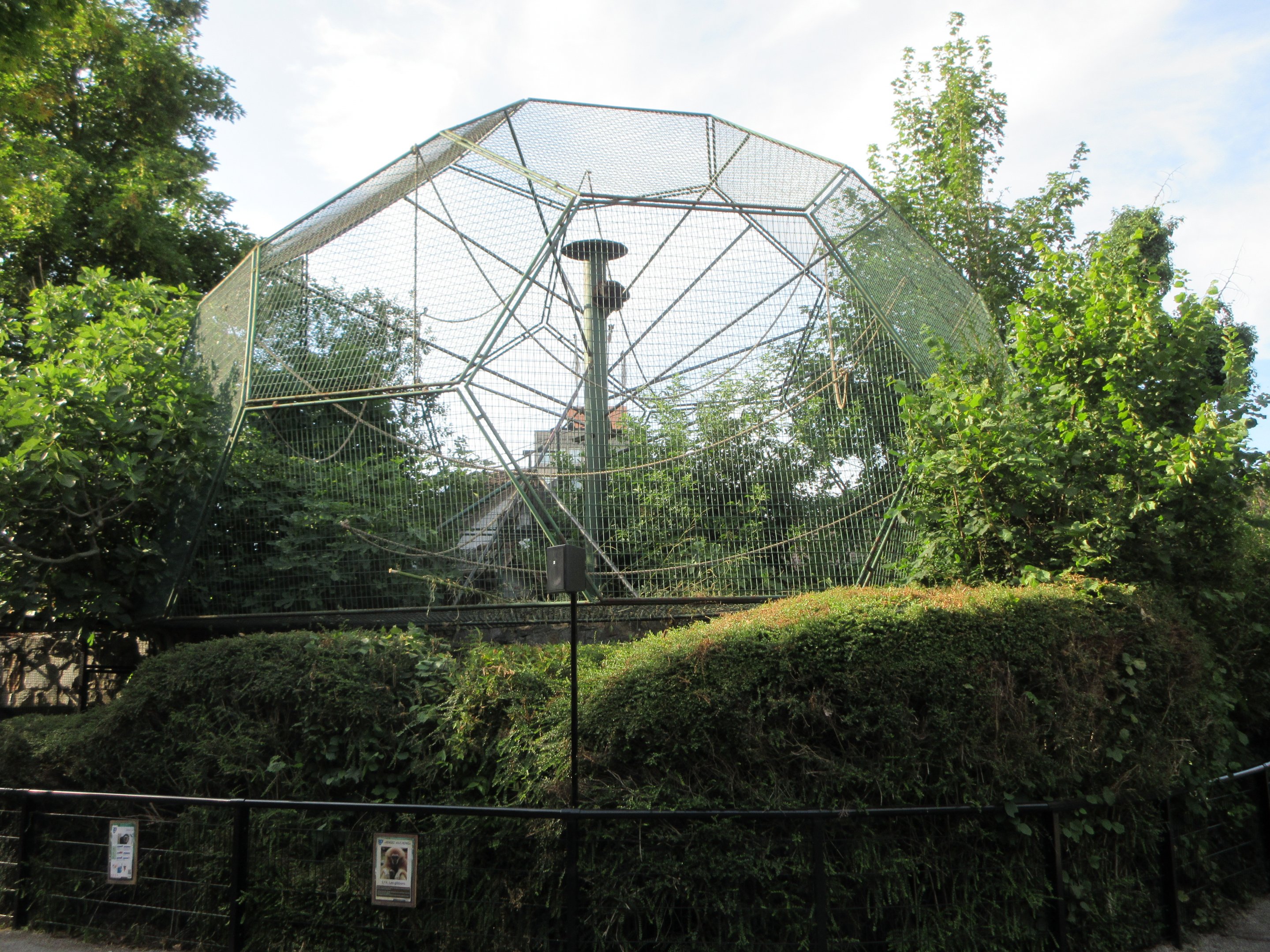 White-handed Gibbon Exhibit