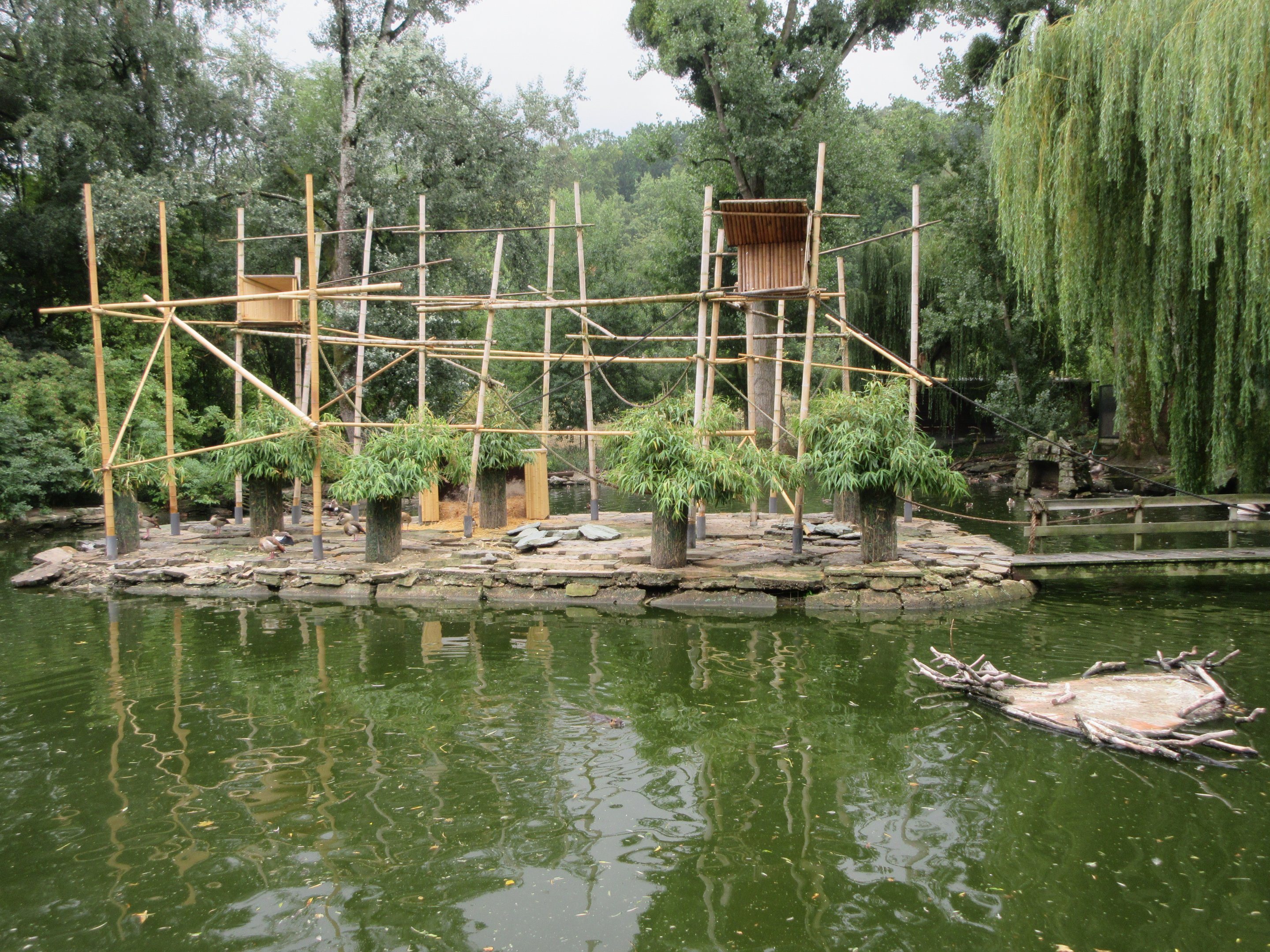 White-handed Gibbon Exhibit