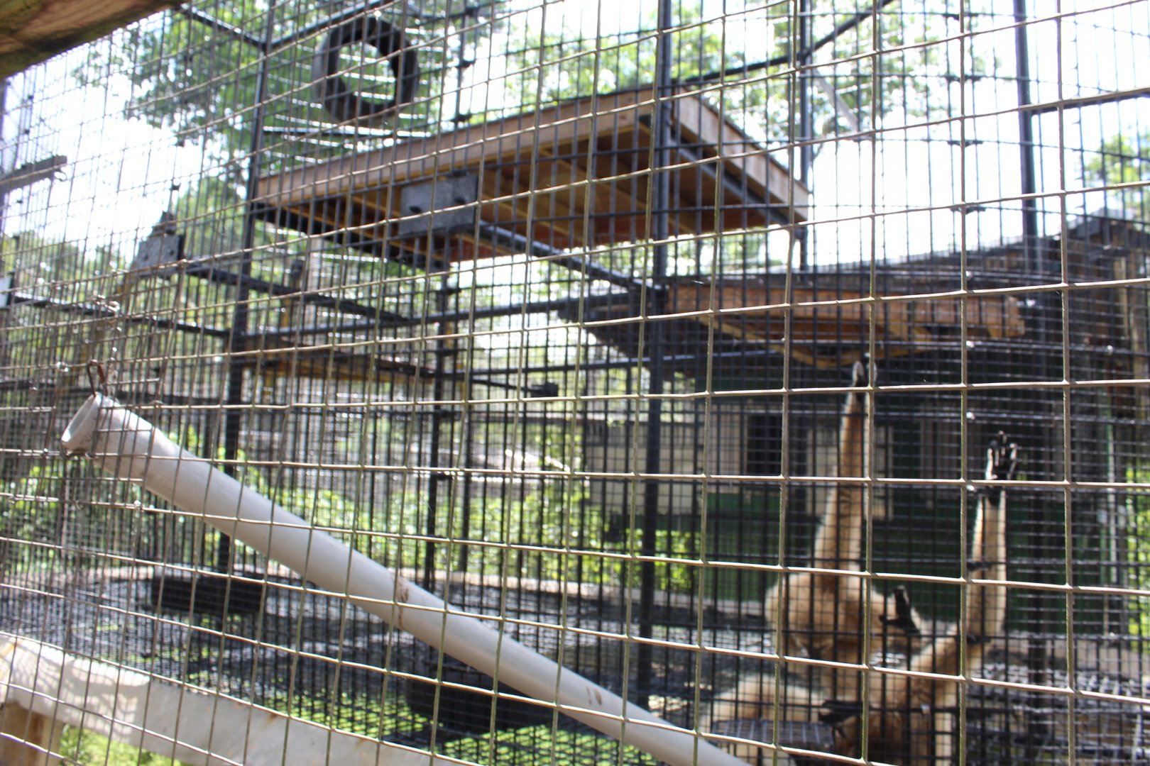 White-Handed Gibbon Exhibit
