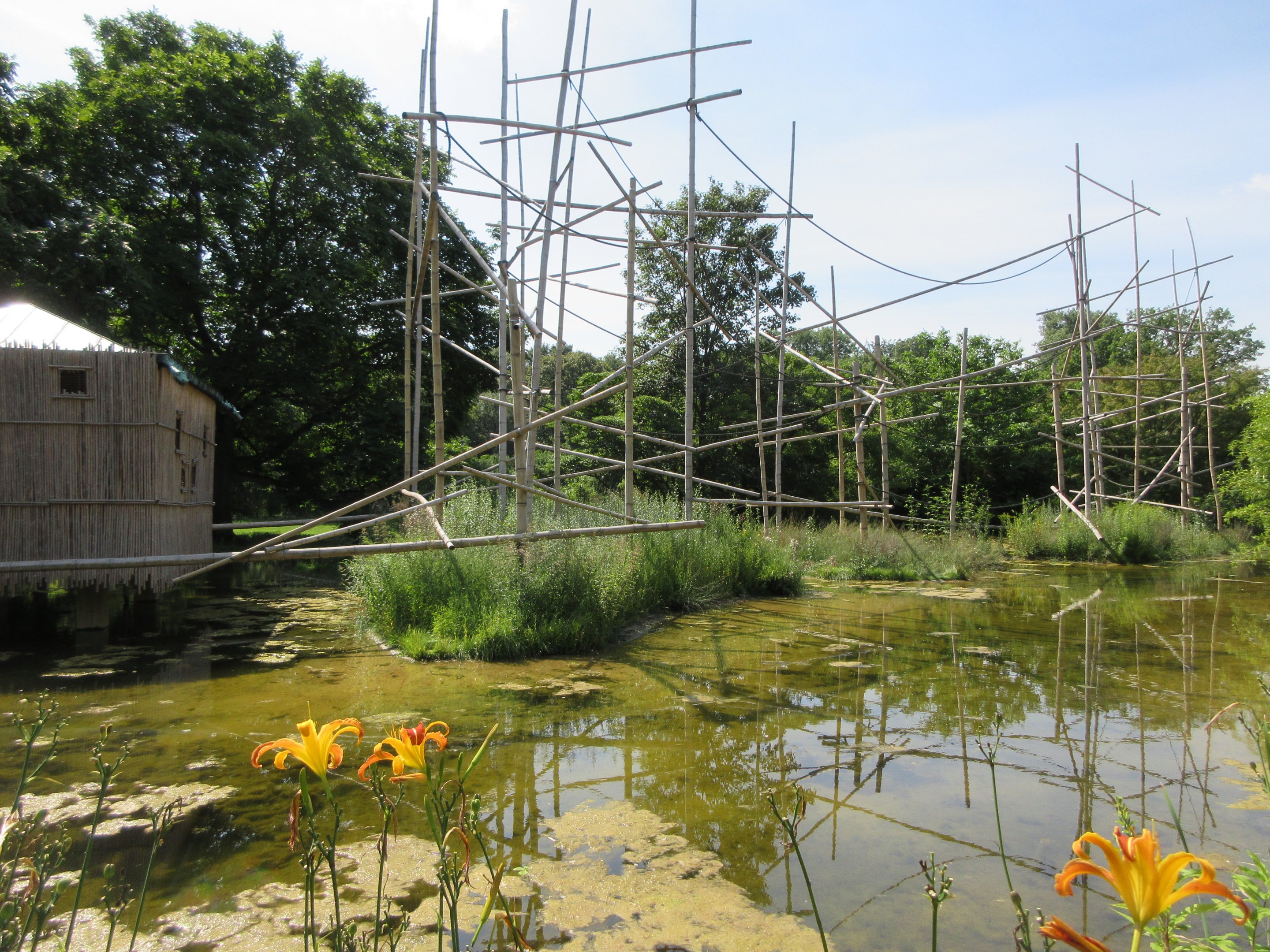 White-handed Gibbon Exhibit