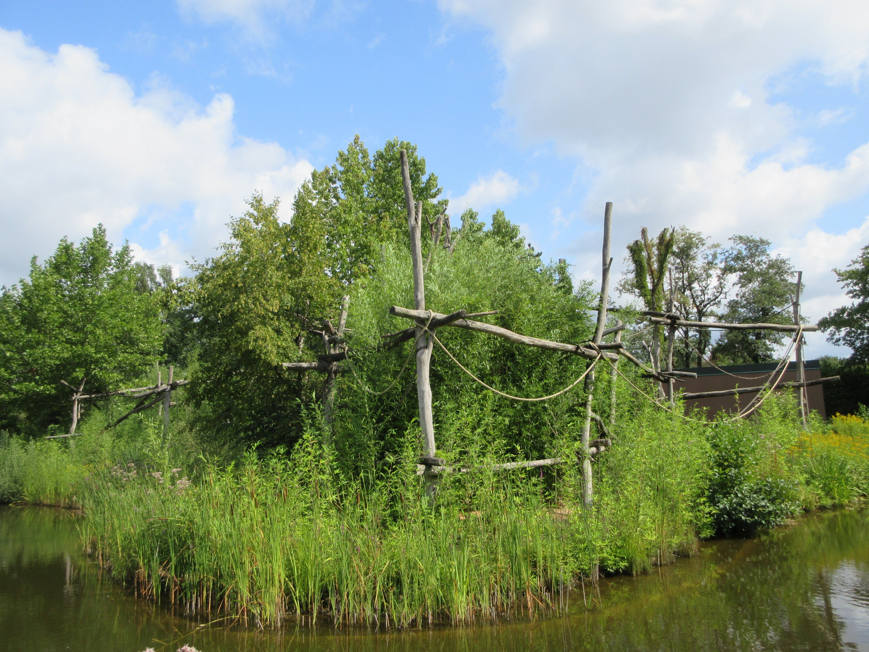 White-handed Gibbon Exhibit