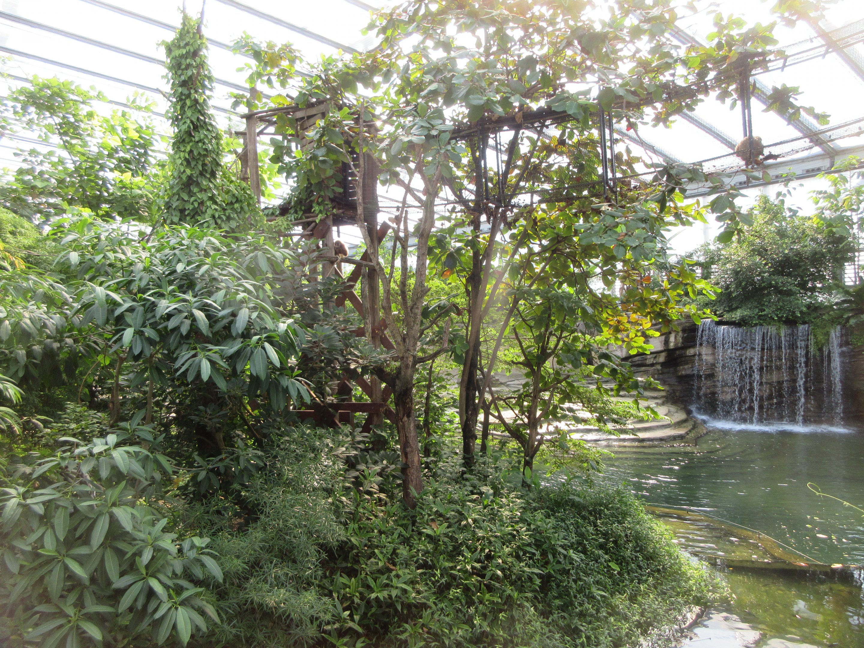 White-handed Gibbon Exhibit
