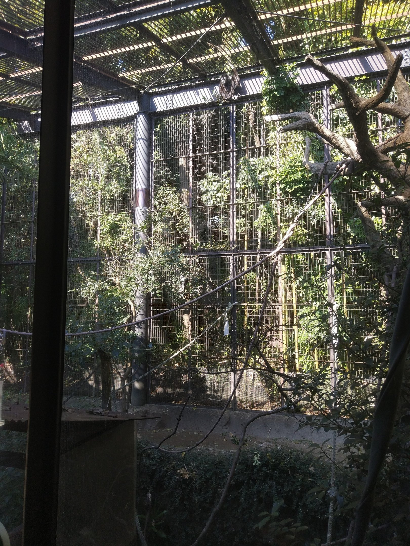 White-handed Gibbon Exhibit