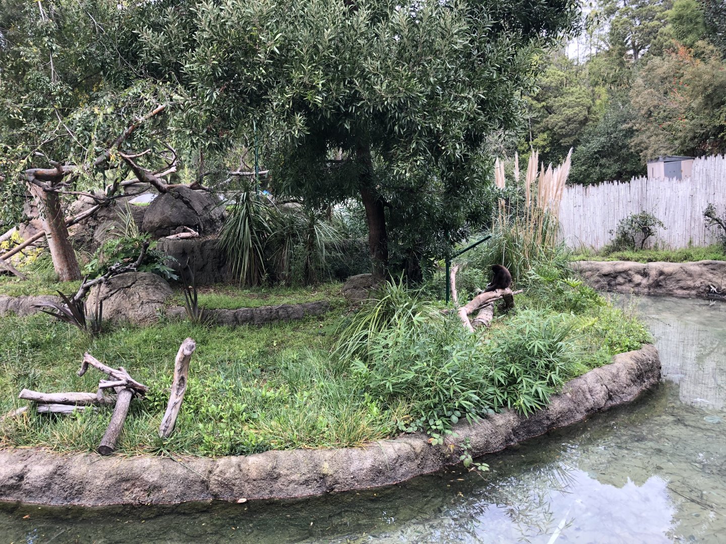 White handed gibbon exhibit