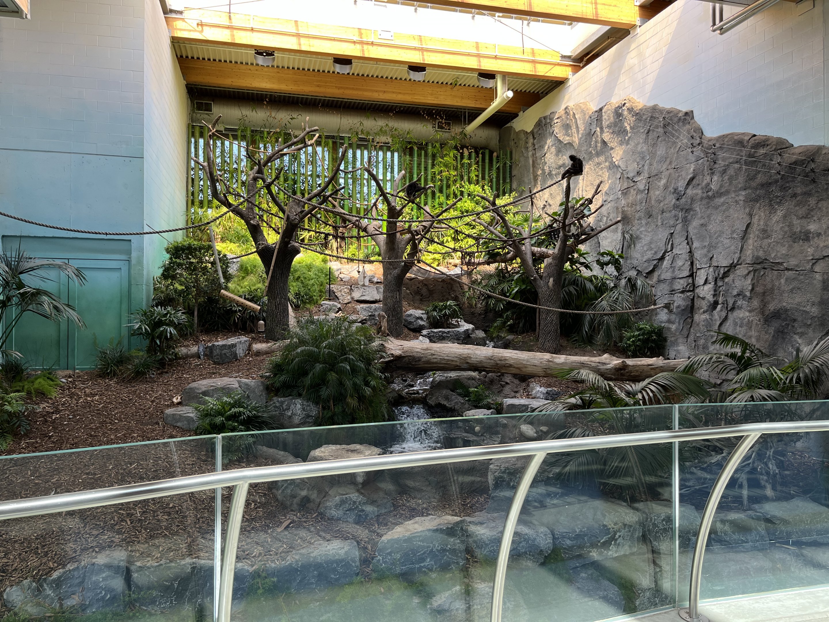 White-handed Gibbon Exhibit