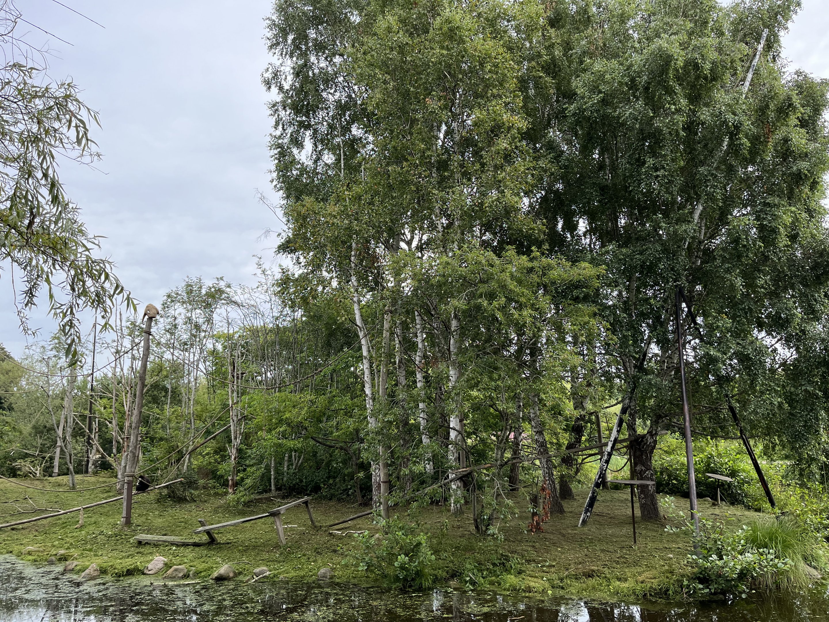 White-handed Gibbon Exhibit