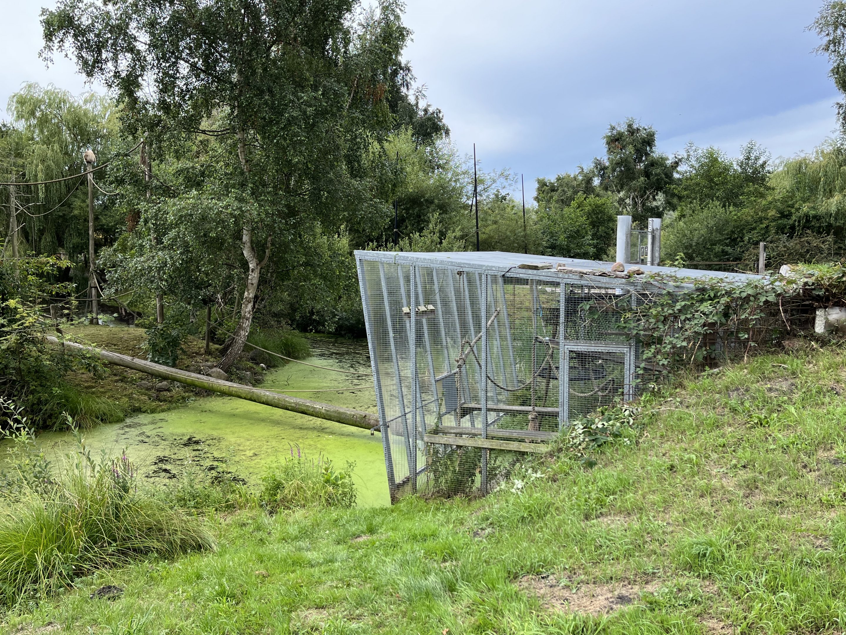White-handed Gibbon Exhibit