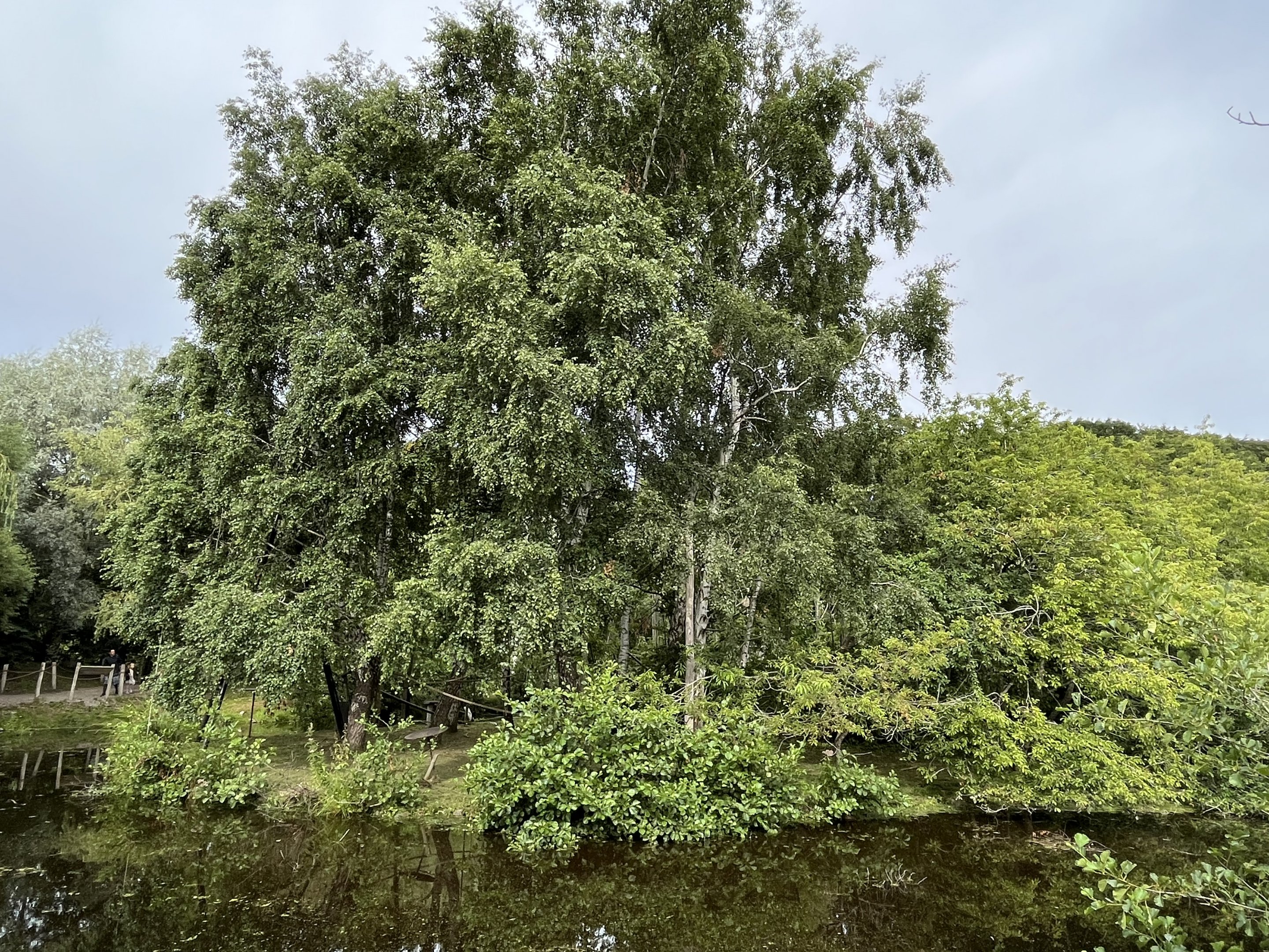 White-handed Gibbon Exhibit