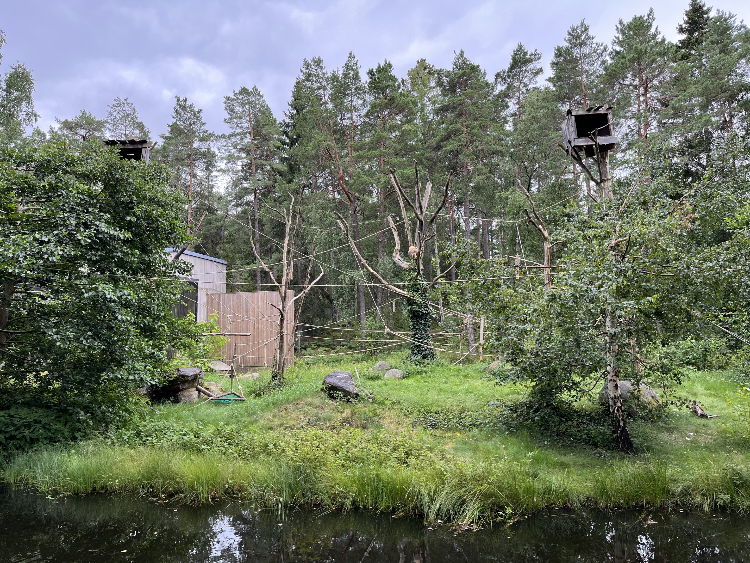 White-handed Gibbon Exhibit