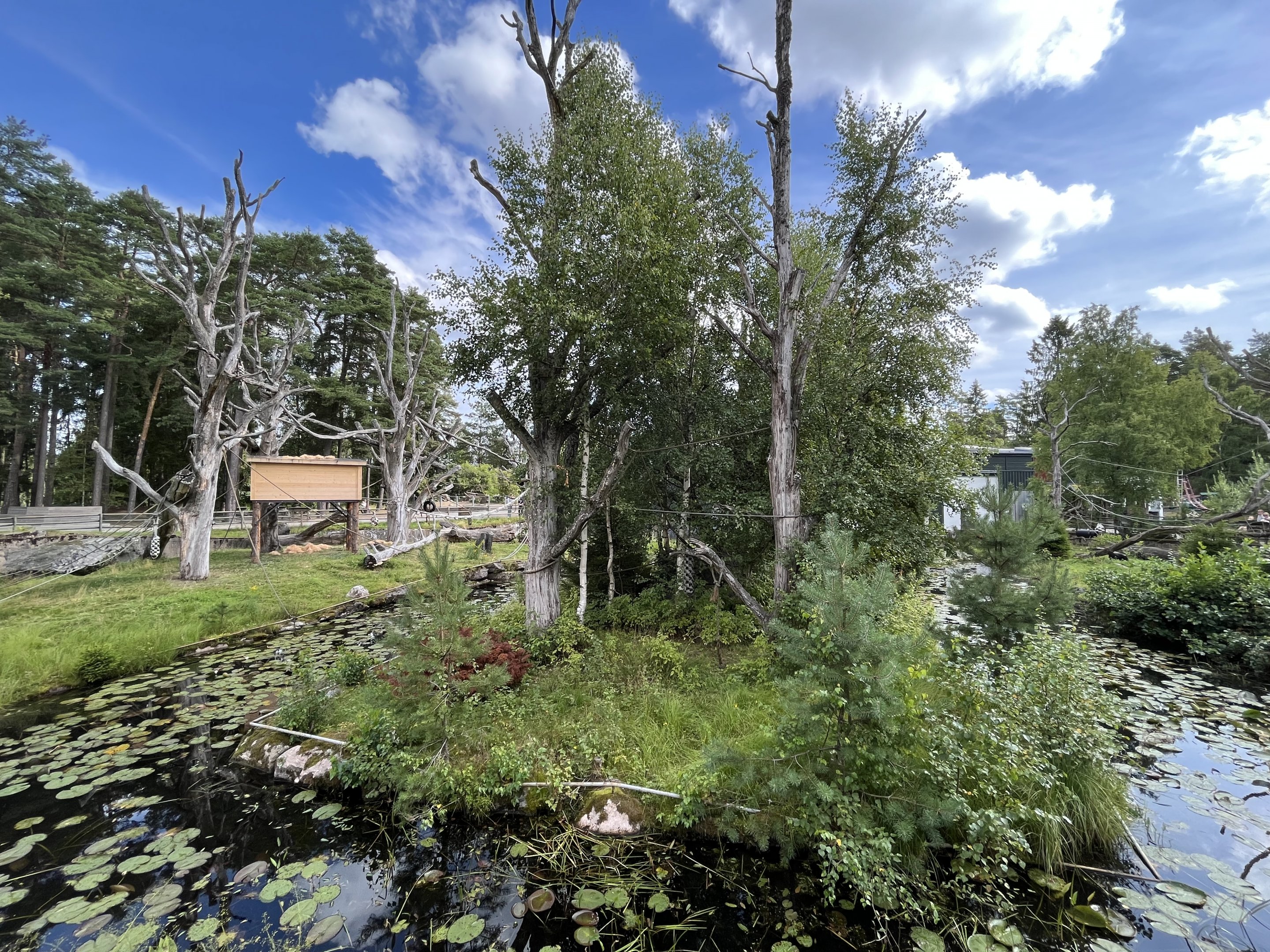White-handed Gibbon Exhibit