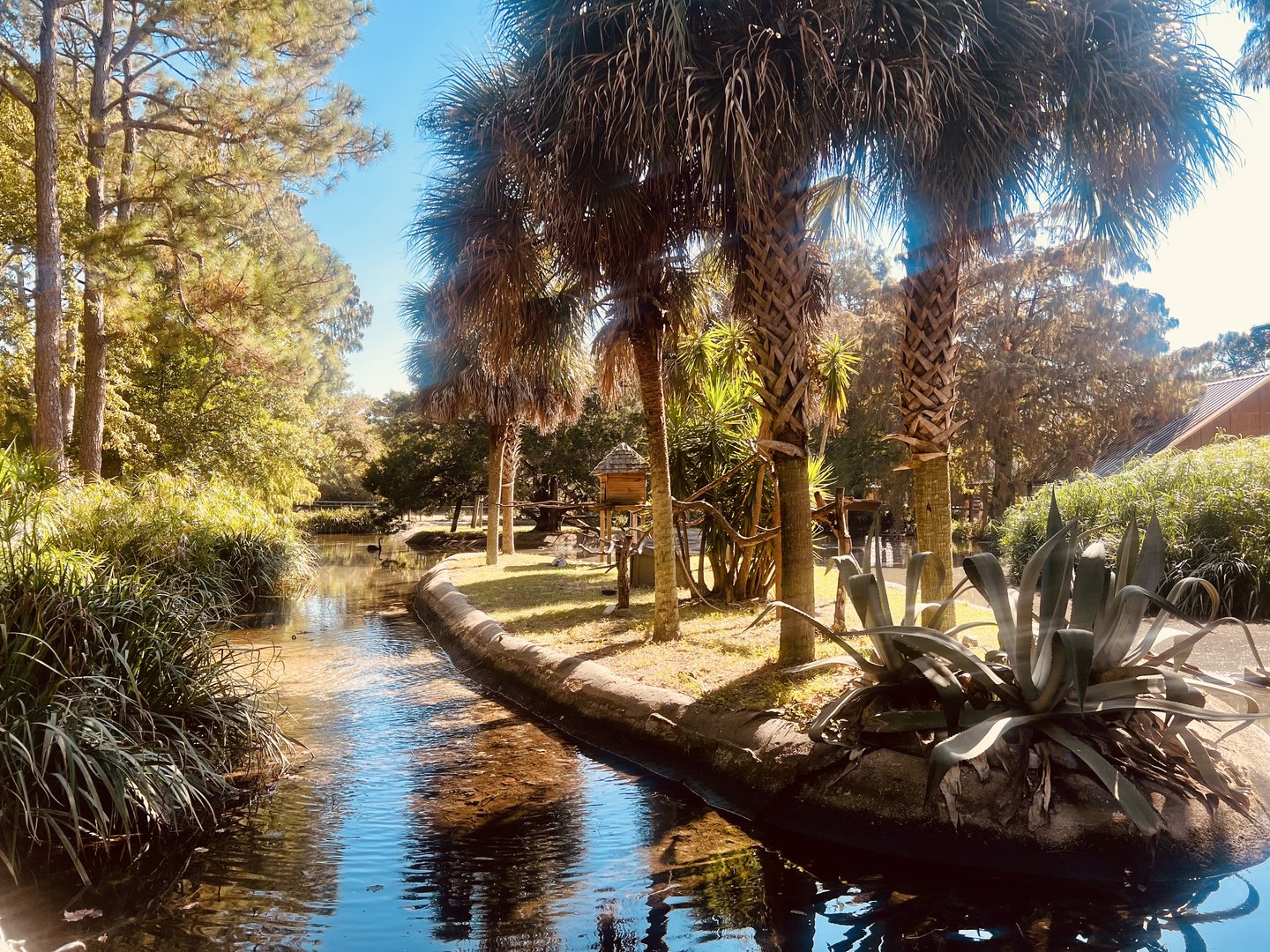 White-handed Gibbon Exhibit