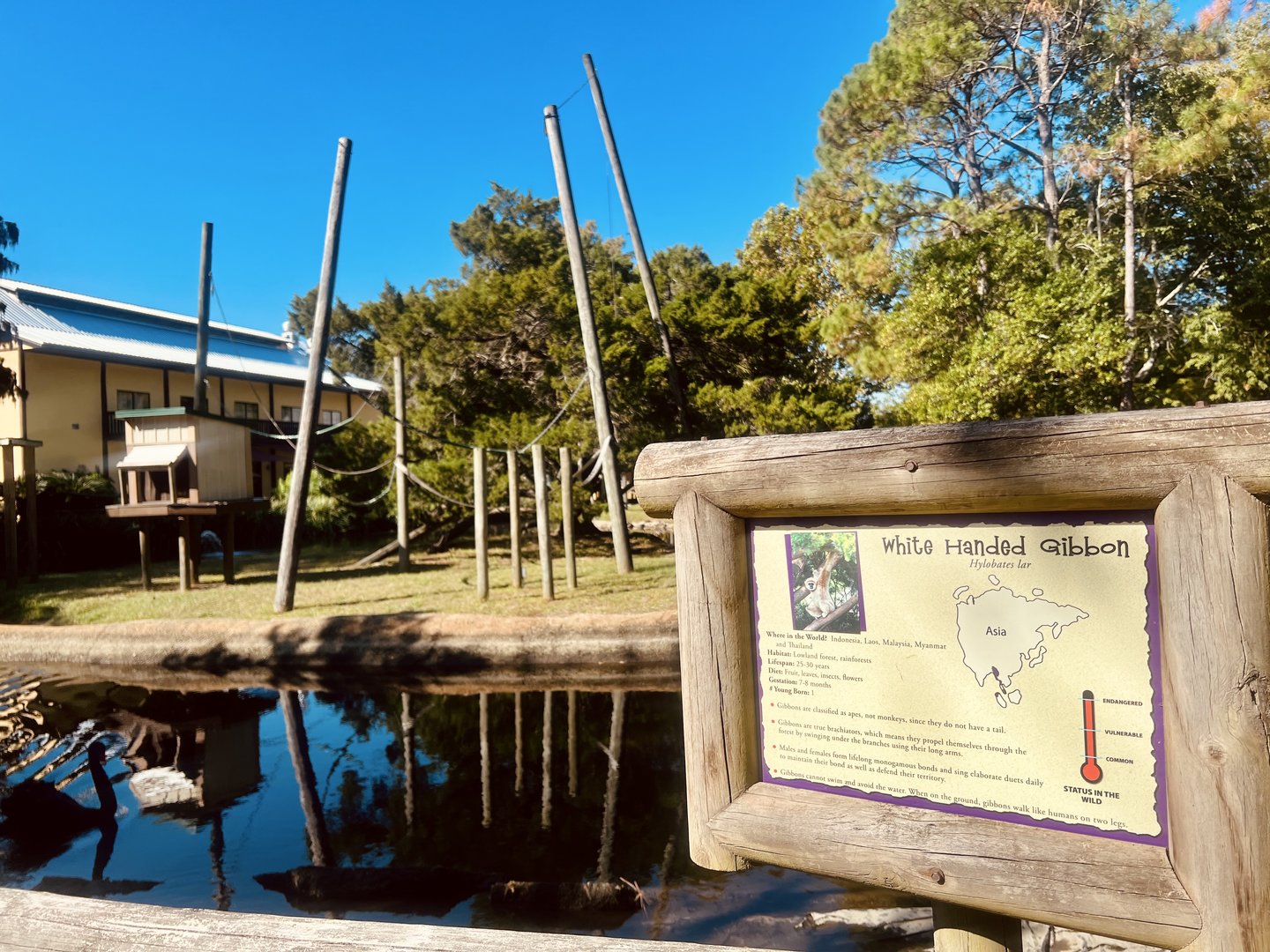 White-handed Gibbon Exhibit