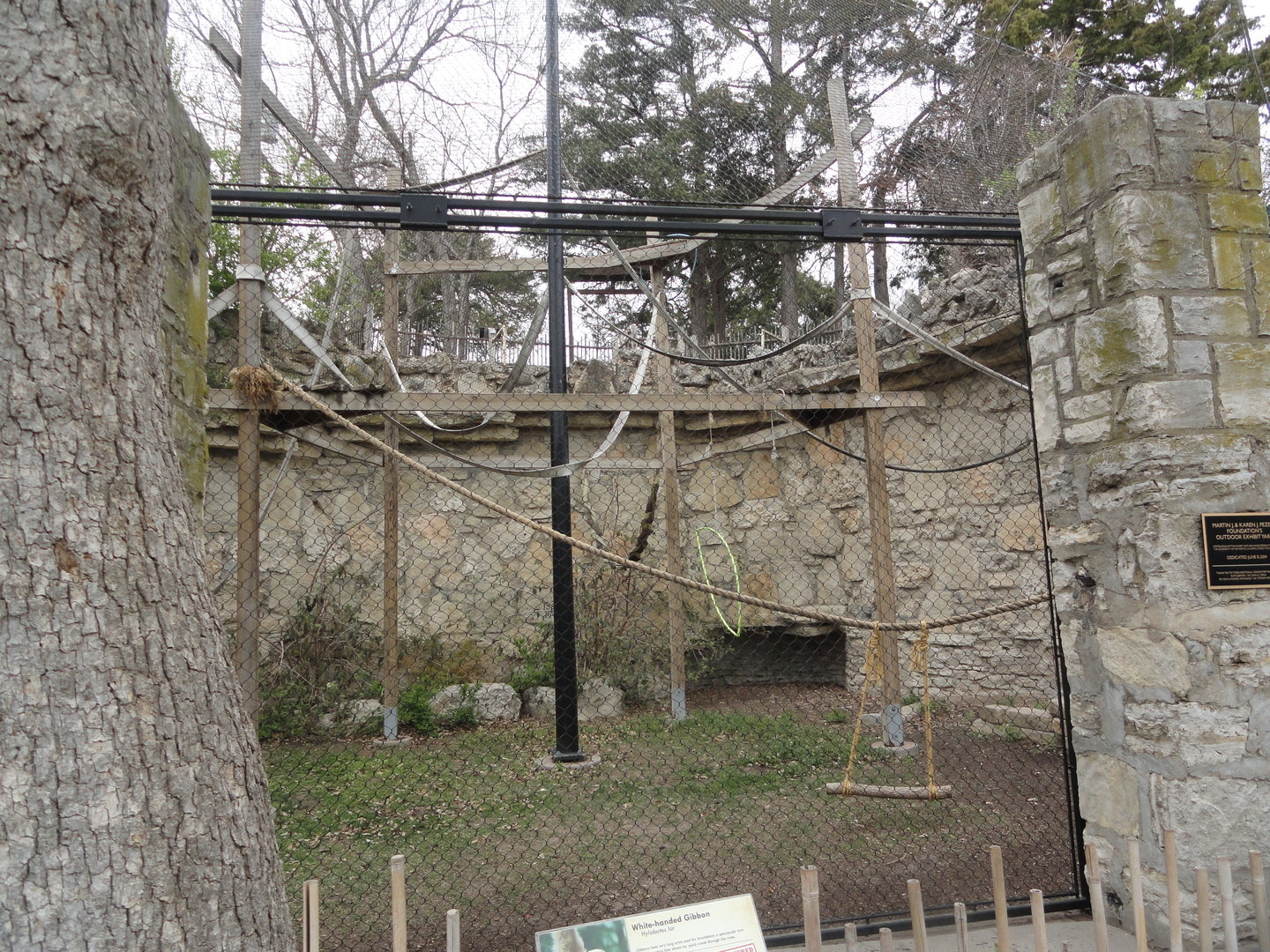 White-handed Gibbon Exhibit
