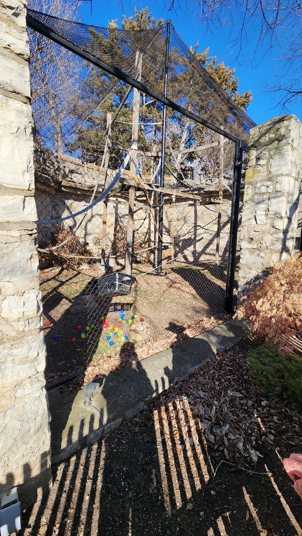White Handed Gibbon Exhibit