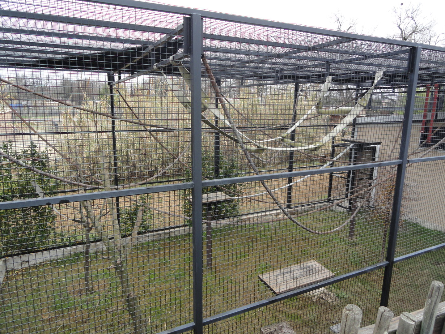 White Handed Gibbon Exhibit