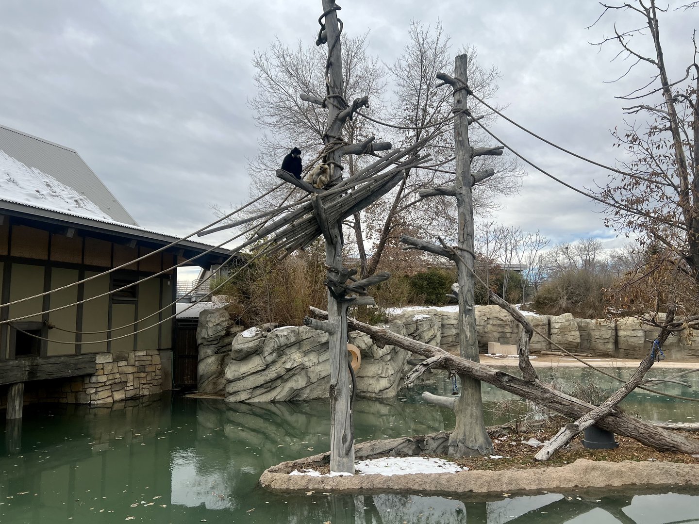 White-handed Gibbon Exhibit