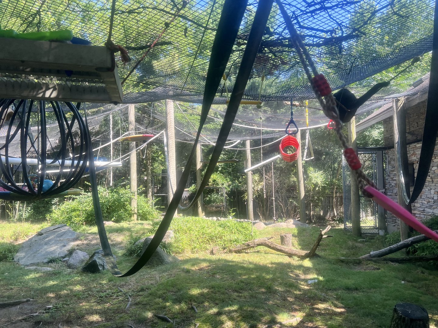 White-handed Gibbon Exhibit