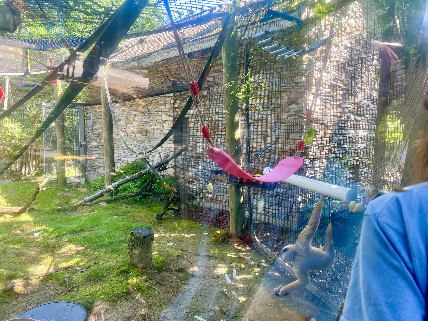 White-handed Gibbon Exhibit
