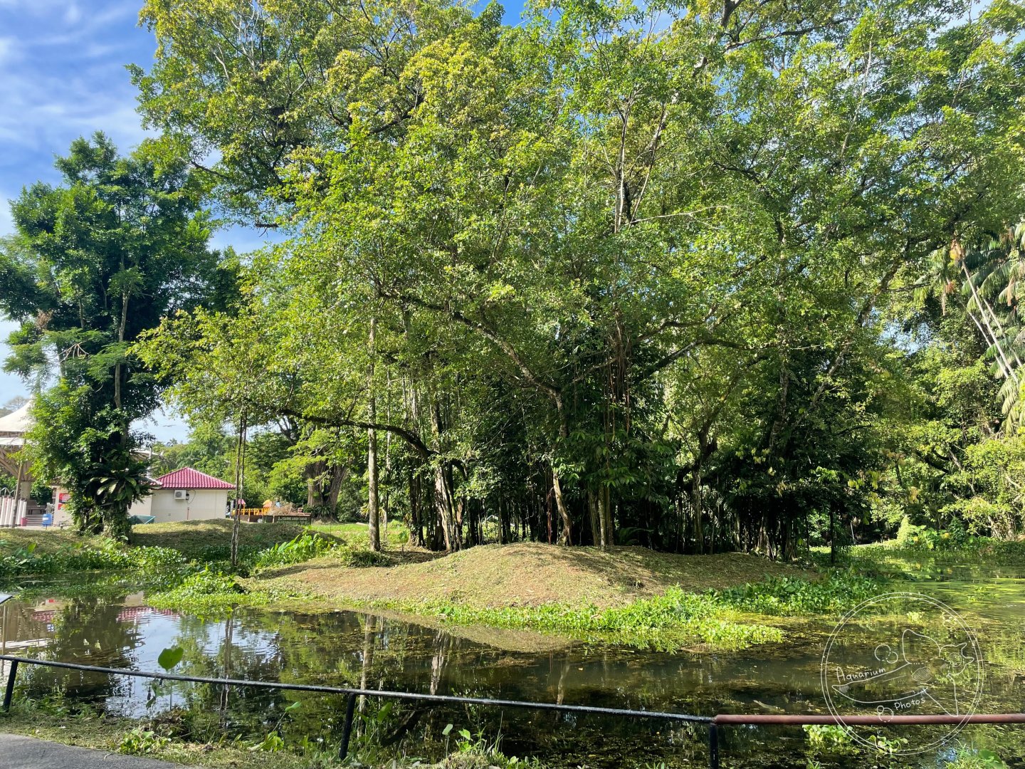 White-handed Gibbon Exhibit