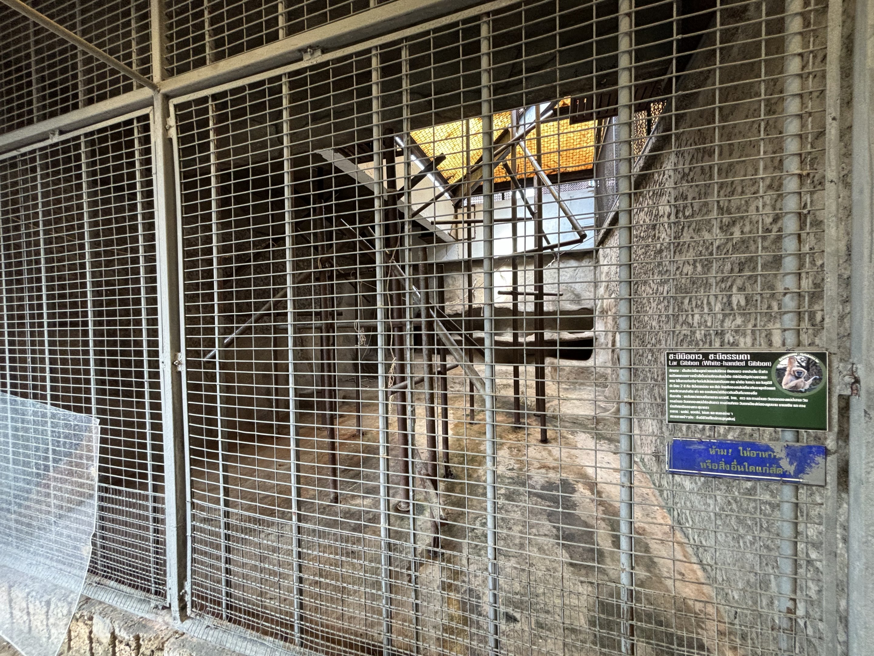 White-handed Gibbon Exhibit