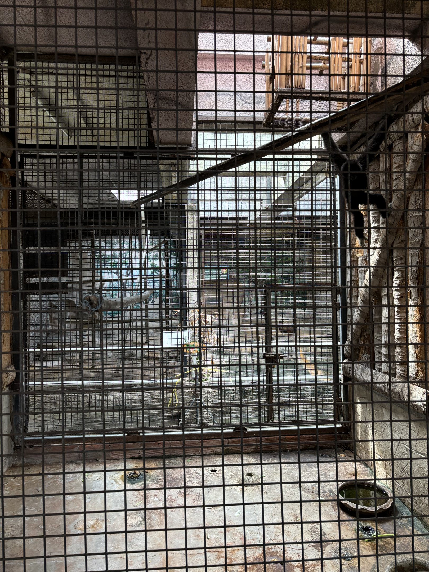 White-handed Gibbon Exhibit