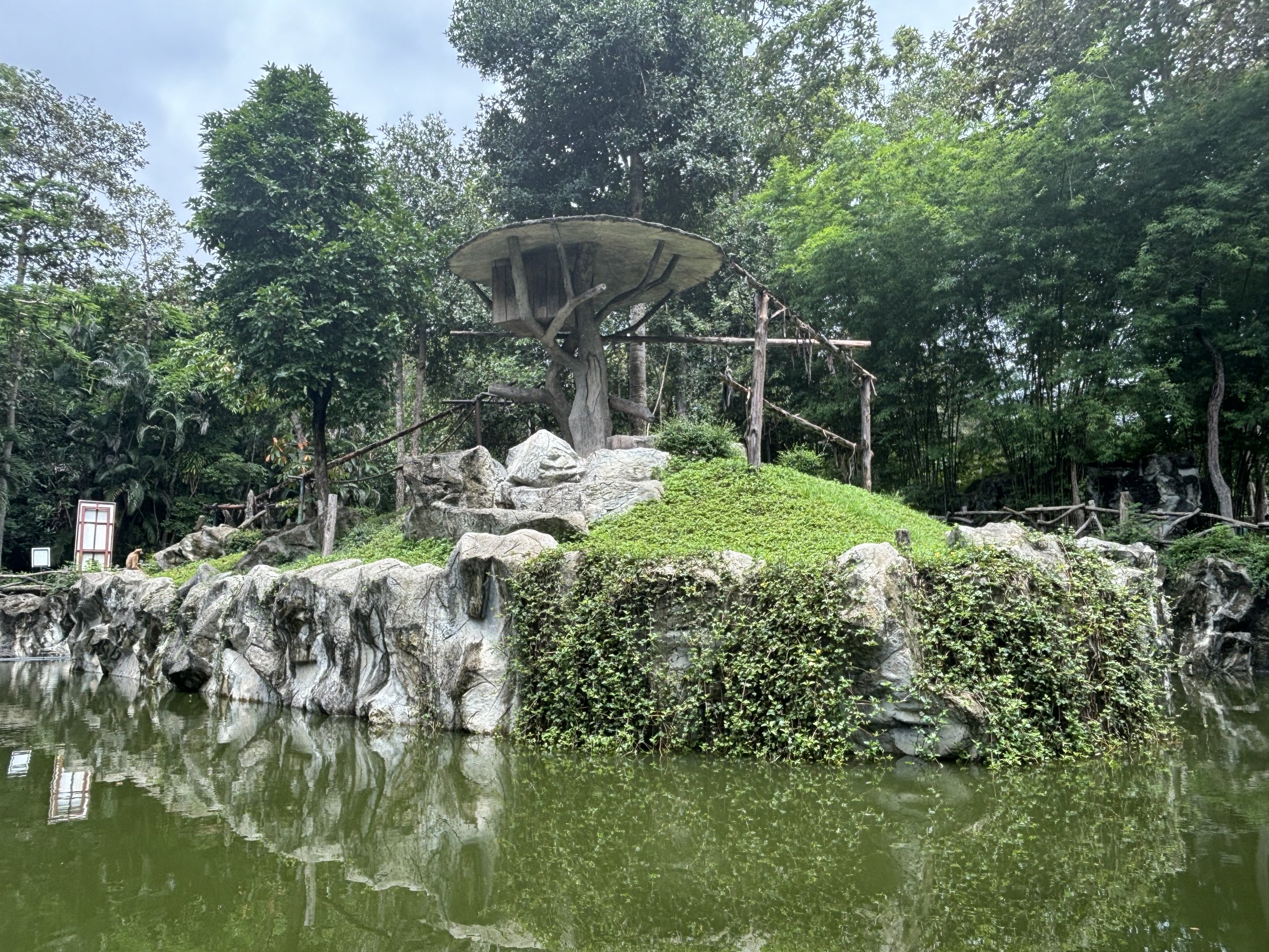 White-handed Gibbon Exhibit