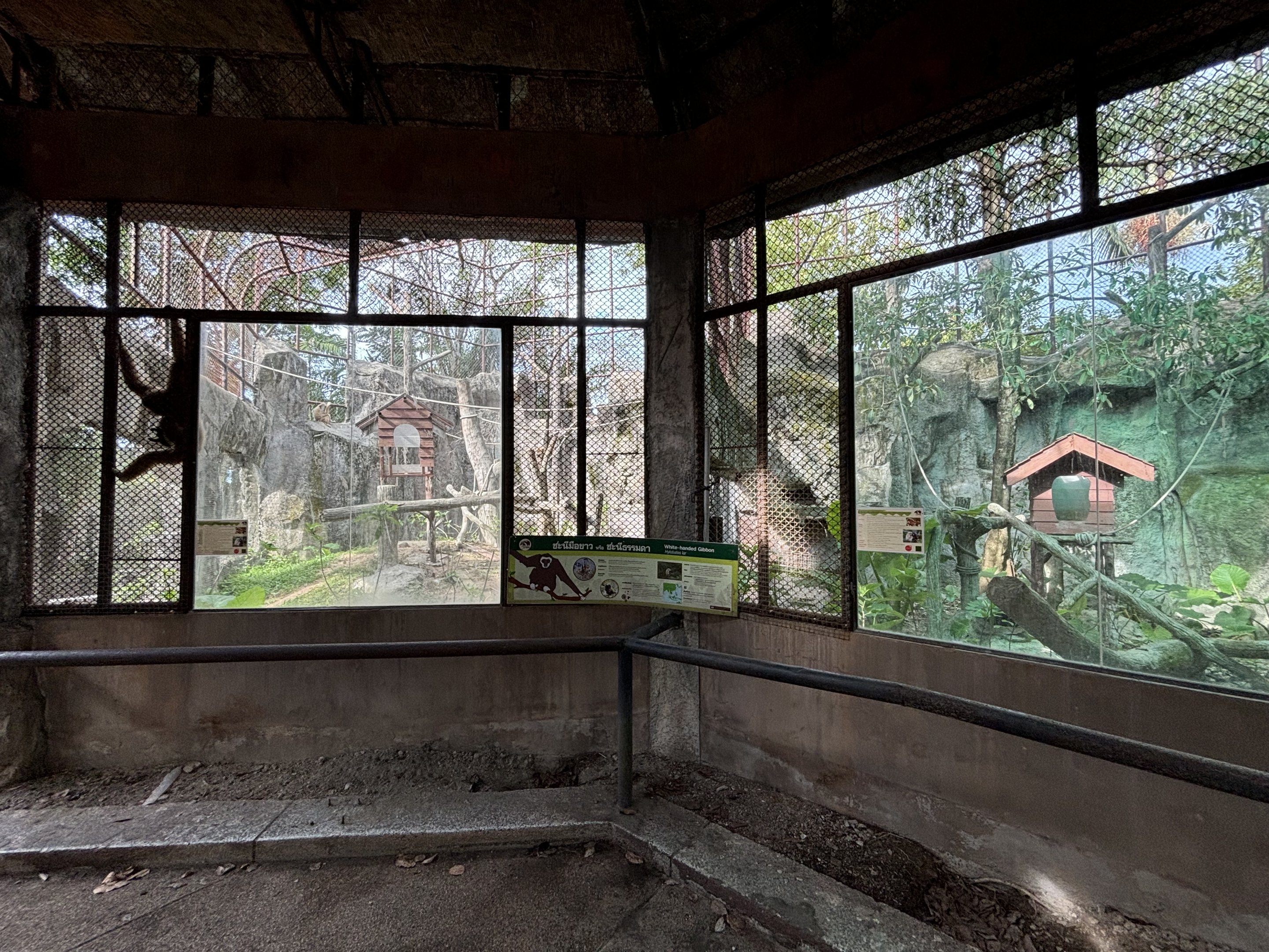 White-handed Gibbon Exhibit