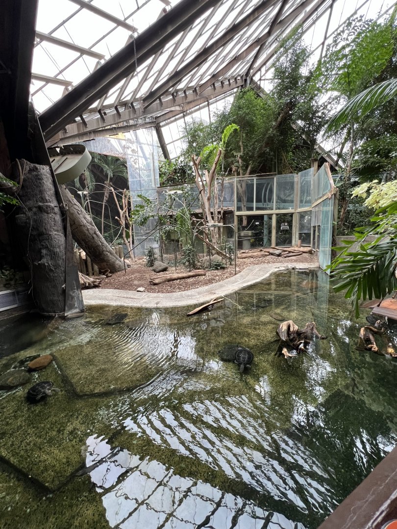 White-Handed Gibbon Exhibit