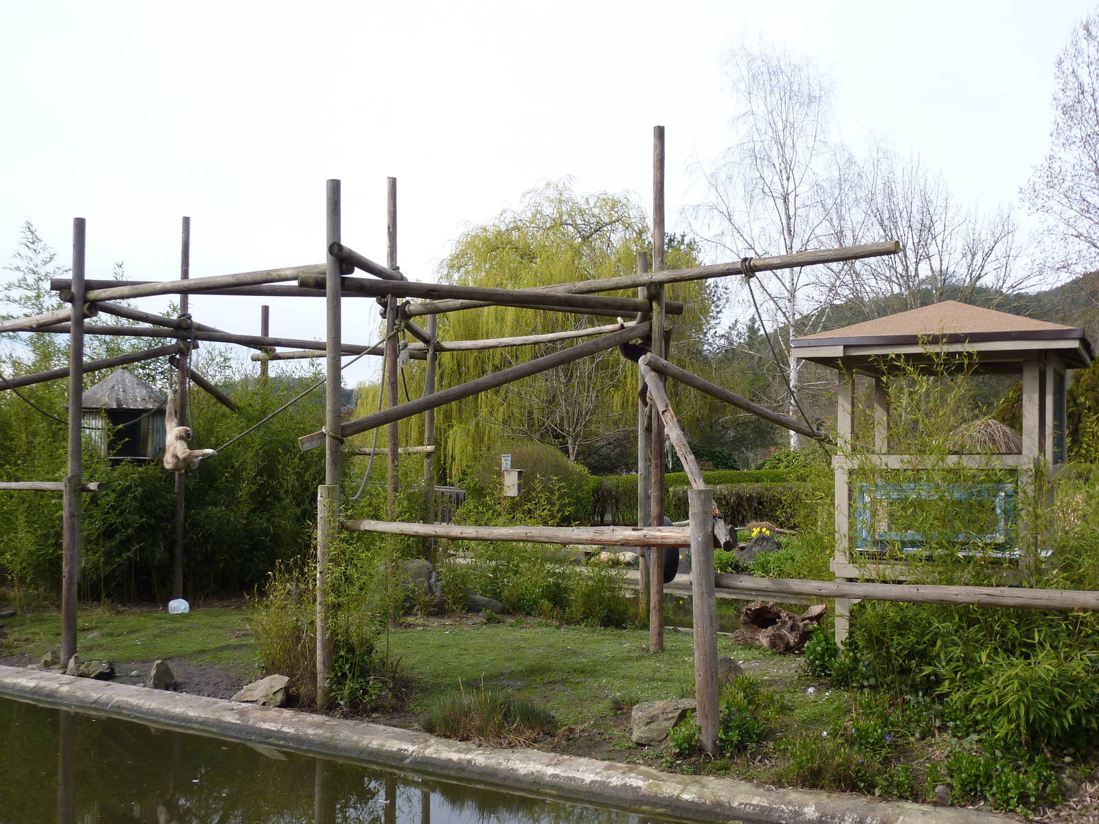 White-Handed Gibbon Exhibit